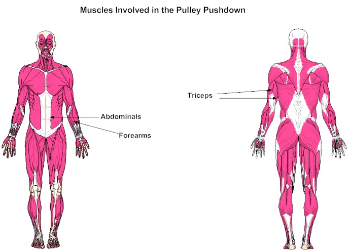 Muscles involved in the Pulley Pushdown